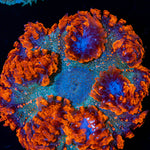 Ultra Rock Flower Anemone with colorful oral disc in reef aquarium