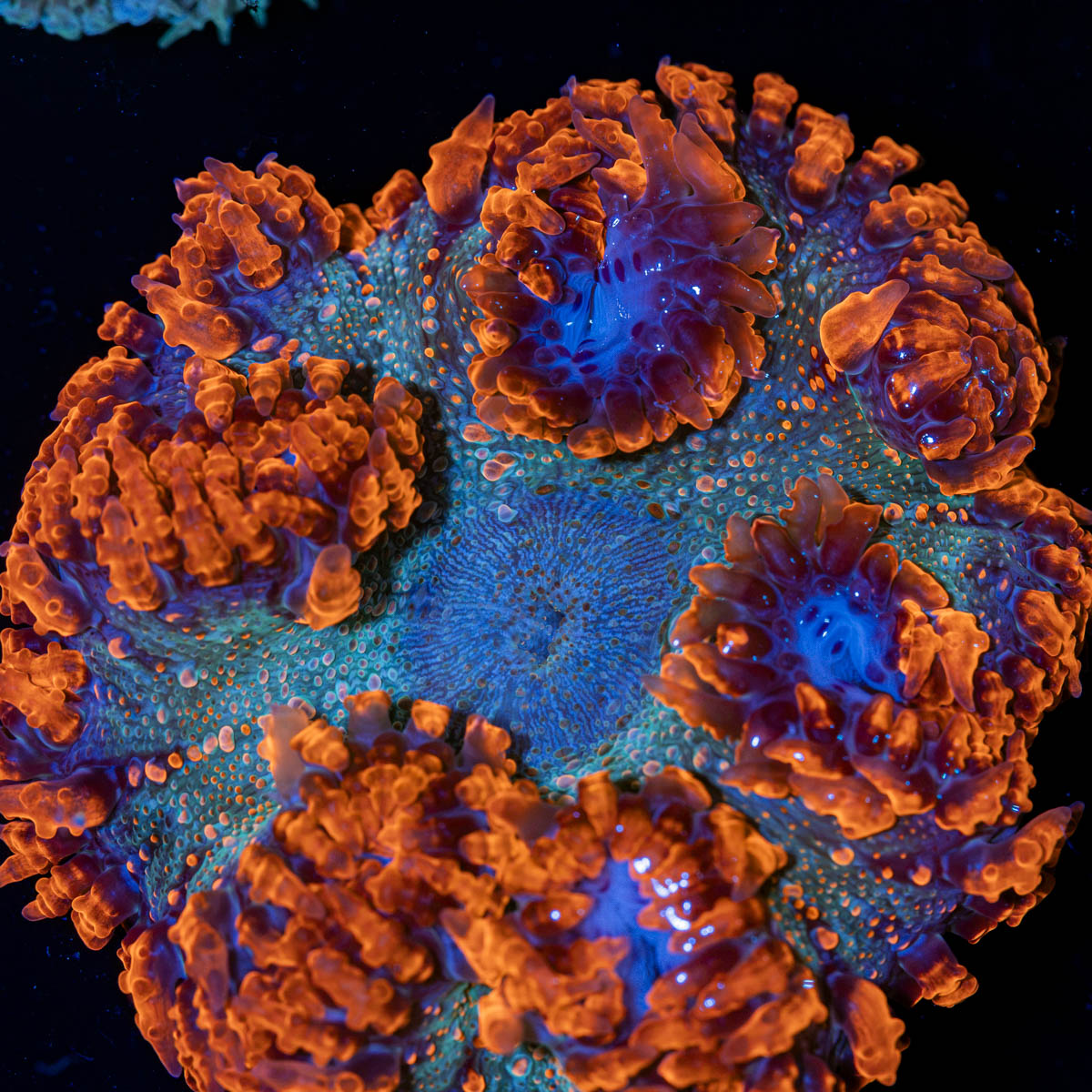 Ultra Rock Flower Anemone with colorful oral disc in reef aquarium