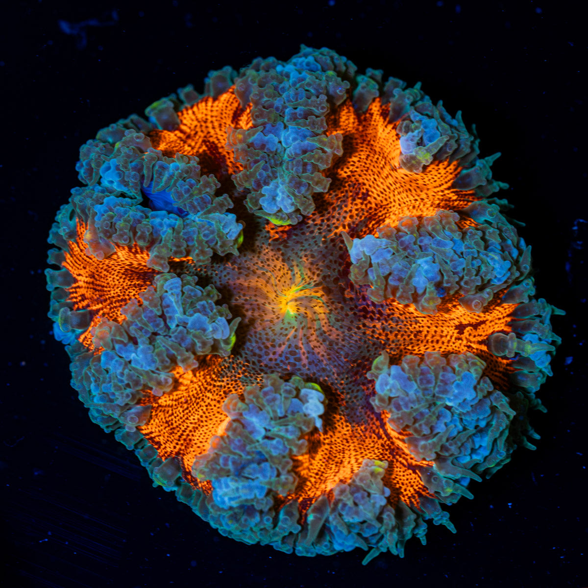 Ultra Rock Flower Anemone with colorful oral disc in reef aquarium