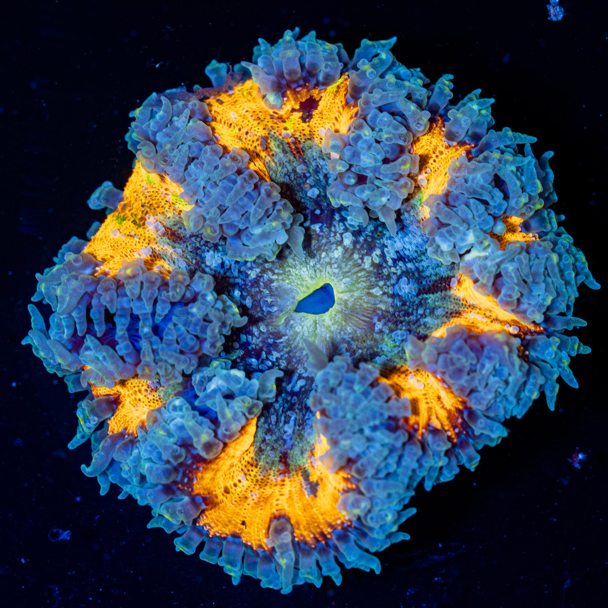 Ultra Rock Flower Anemone with colorful oral disc in reef aquarium