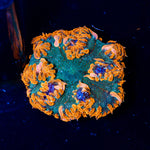Ultra Rock Flower Anemone with colorful oral disc in reef aquarium