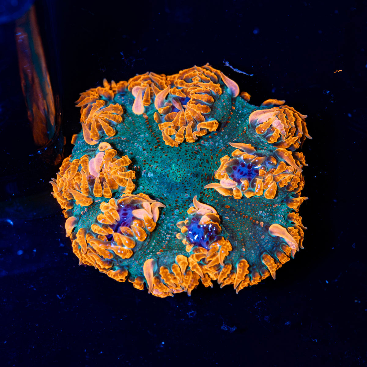Ultra Rock Flower Anemone with colorful oral disc in reef aquarium