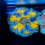 Ultra Rock Flower Anemone with colorful oral disc in reef aquarium