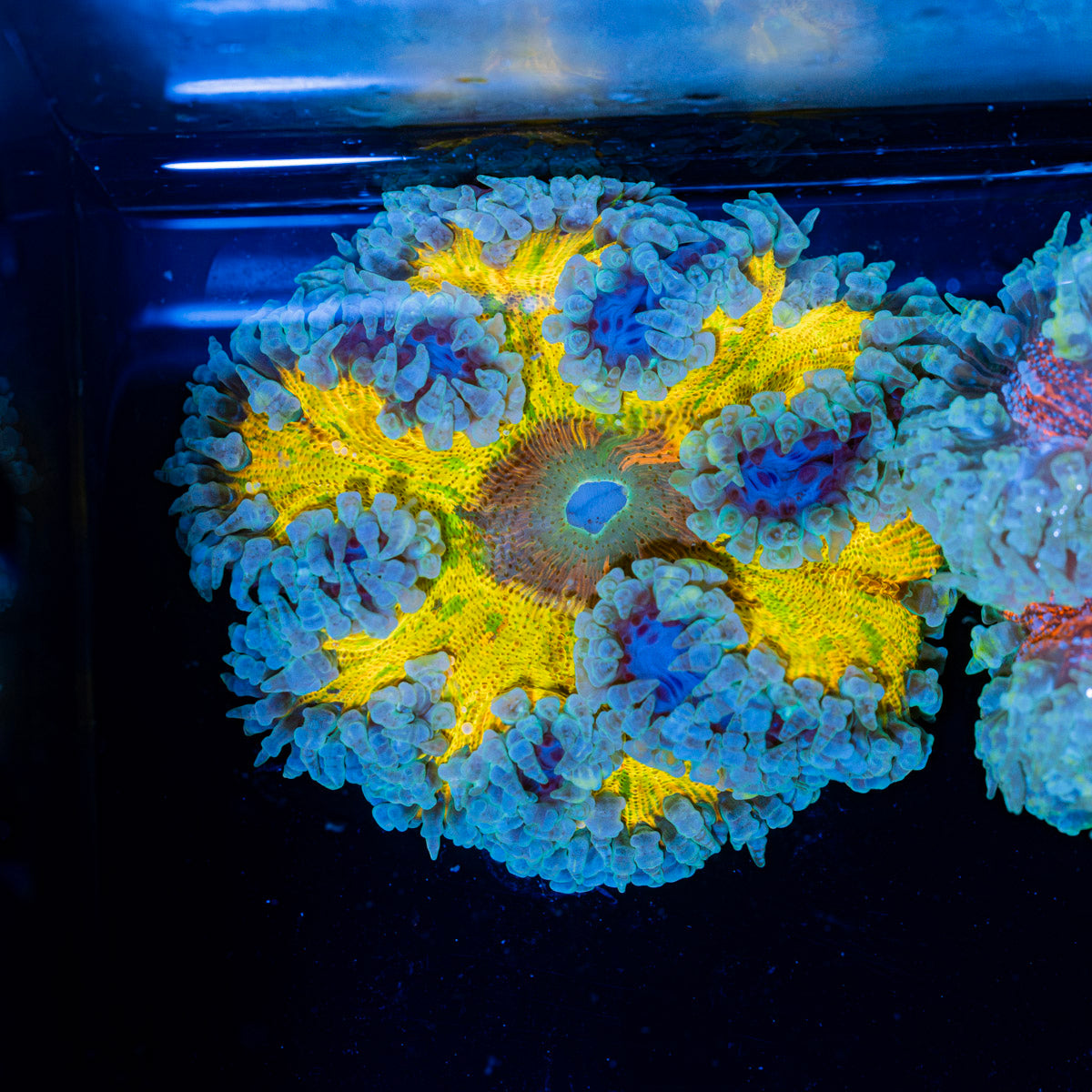 Ultra Rock Flower Anemone with colorful oral disc in reef aquarium