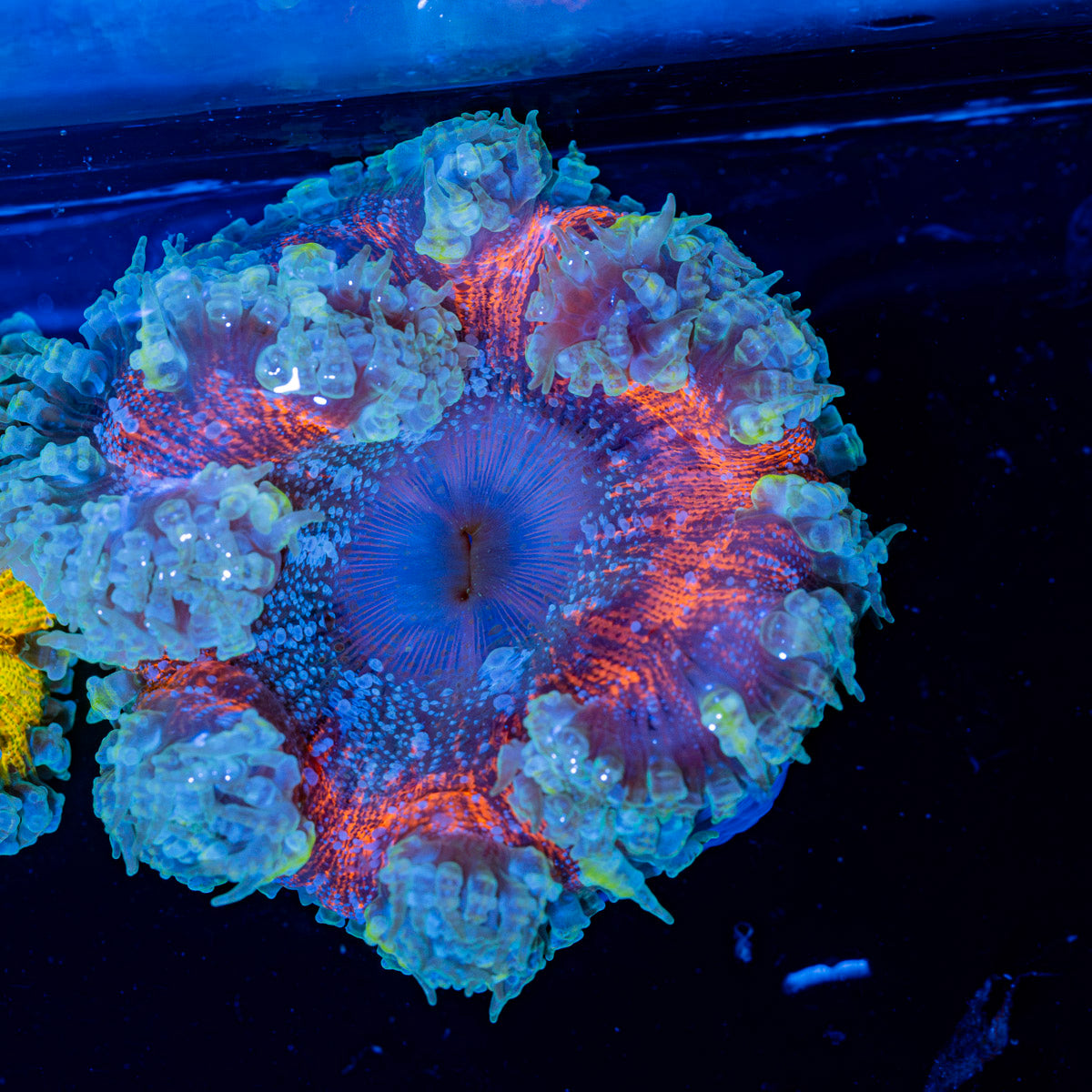 Ultra Rock Flower Anemone with colorful oral disc in reef aquarium