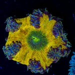 Ultra Rock Flower Anemone with colorful oral disc in reef aquarium