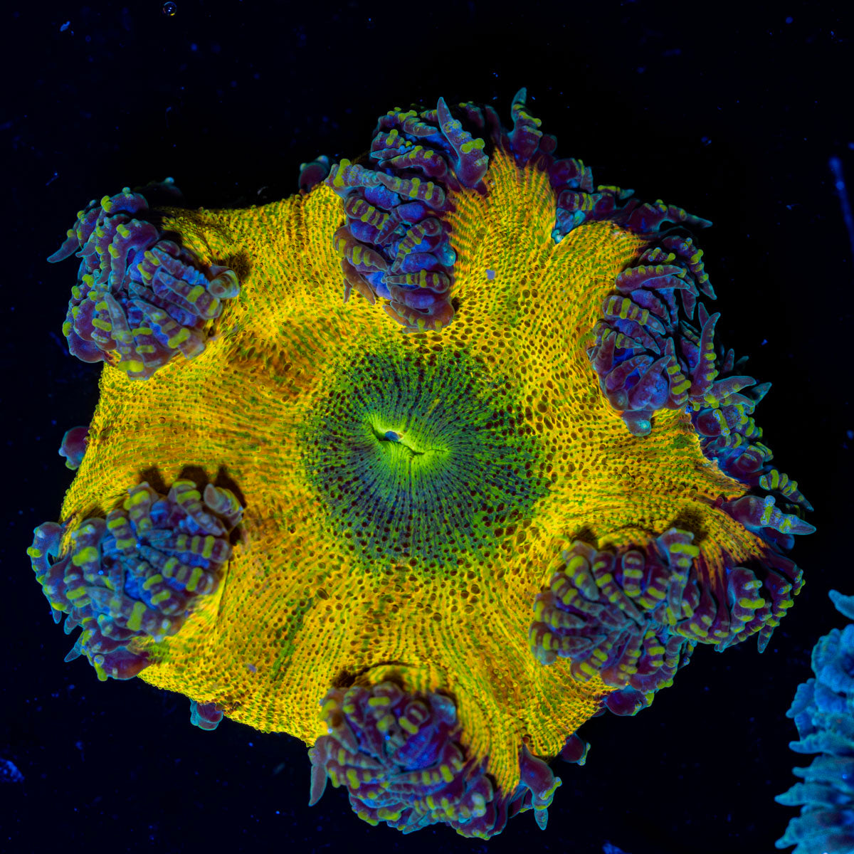 Ultra Rock Flower Anemone with colorful oral disc in reef aquarium