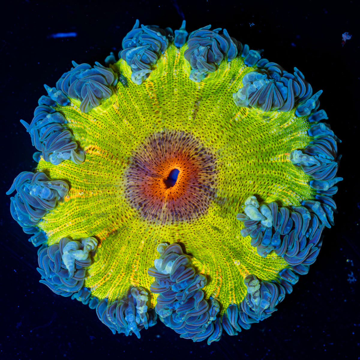 Ultra Rock Flower Anemone with colorful oral disc in reef aquarium