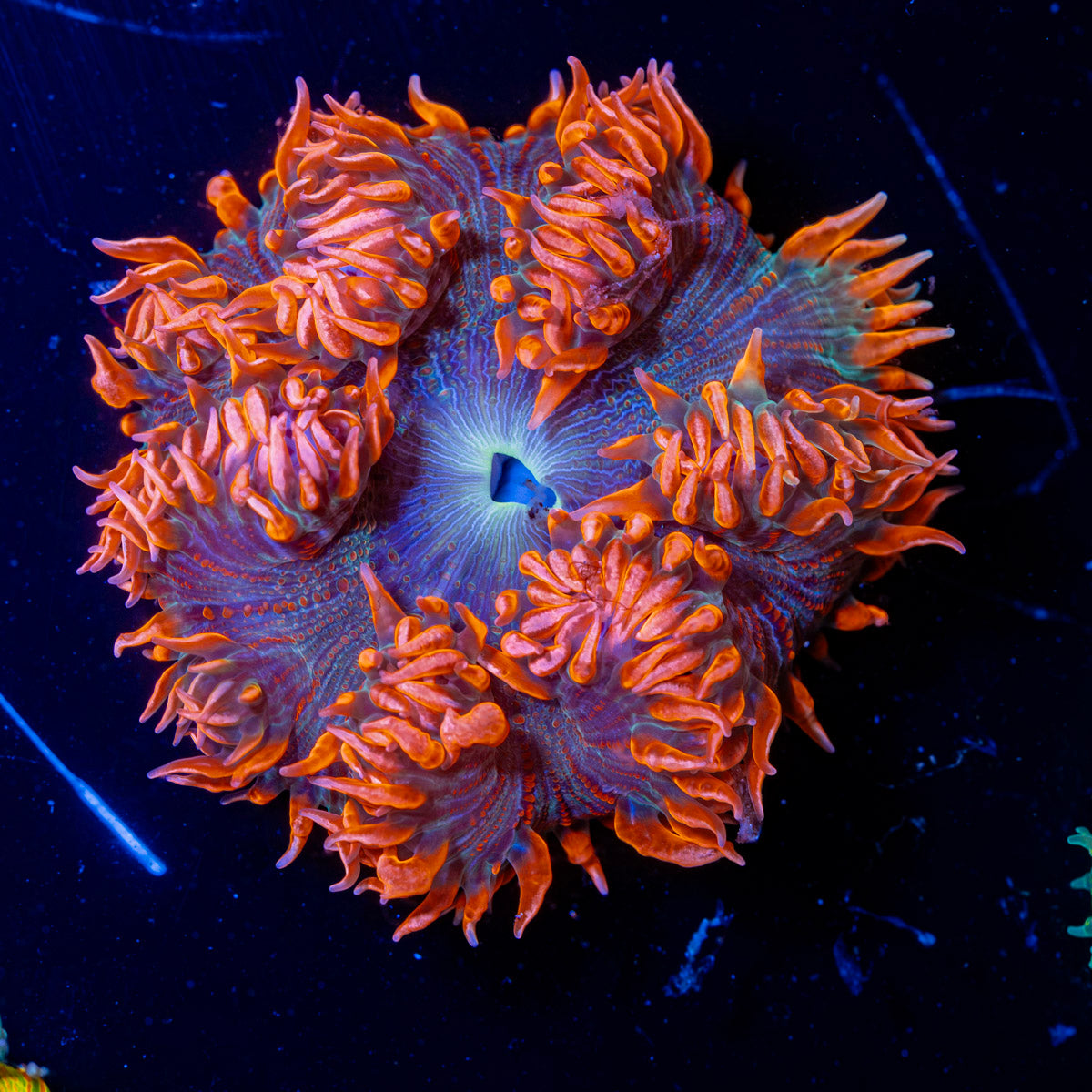 Ultra Rock Flower Anemone with colorful oral disc in reef aquarium