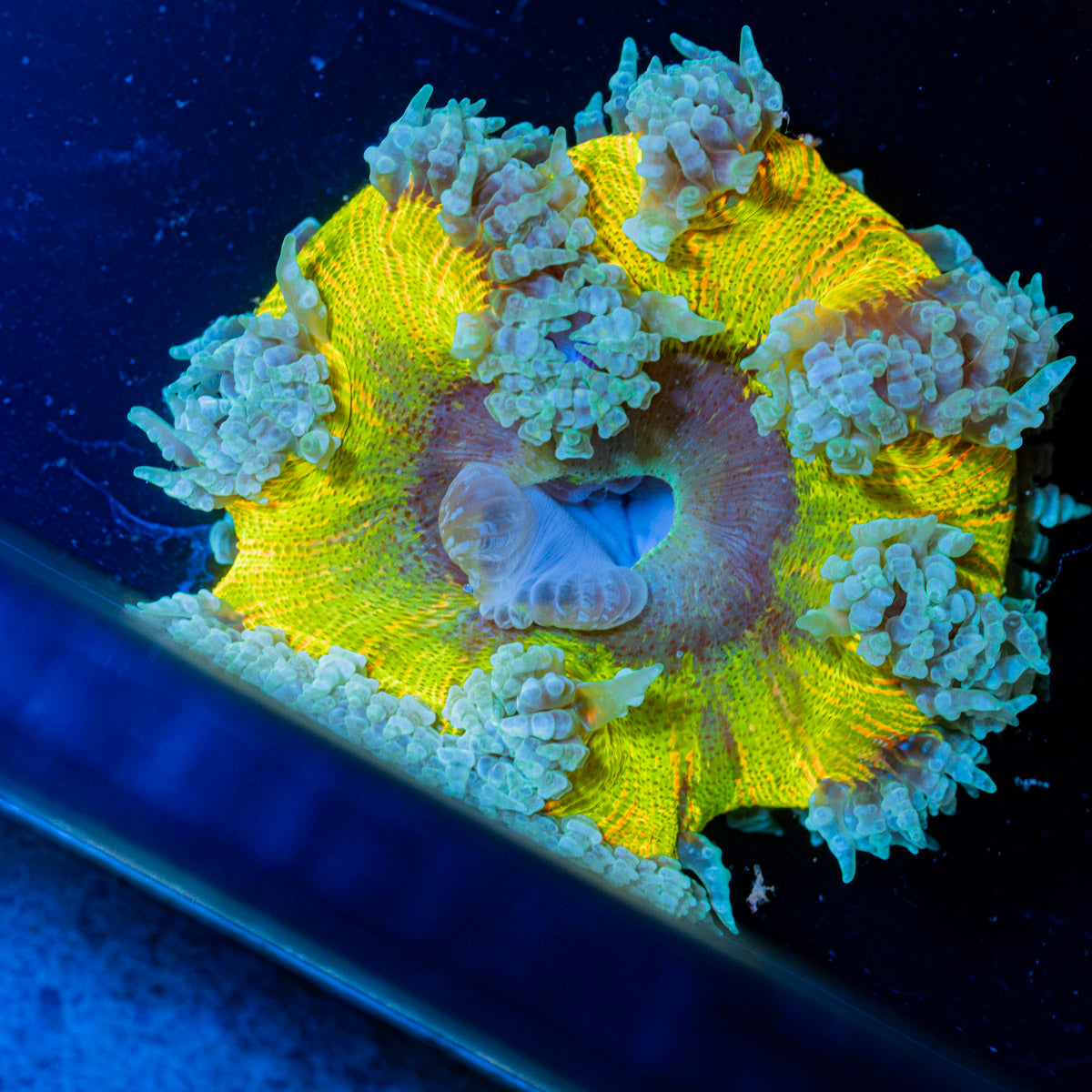 Ultra Rock Flower Anemone showcasing its colorful oral disc in reef aquarium