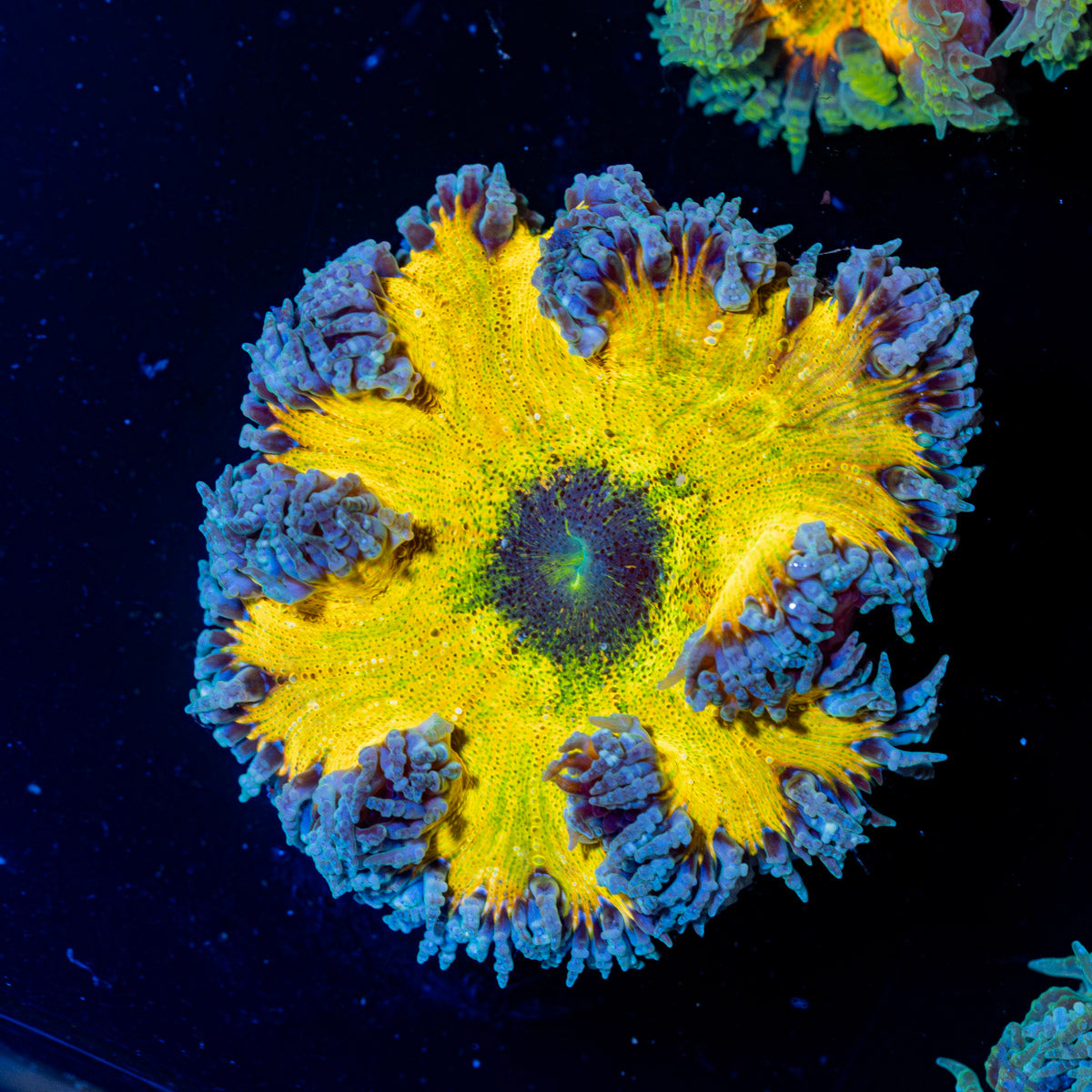 Ultra Rock Flower Anemone with colorful oral disc in reef aquarium