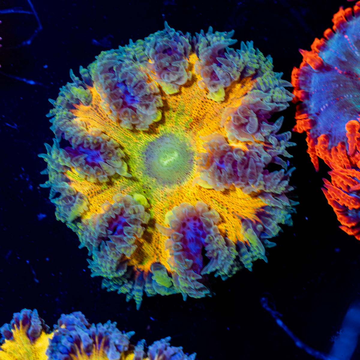 Ultra Rock Flower Anemone with colorful oral disc in reef aquarium