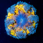 Ultra Rock Flower Anemone with colorful oral disc in reef aquarium