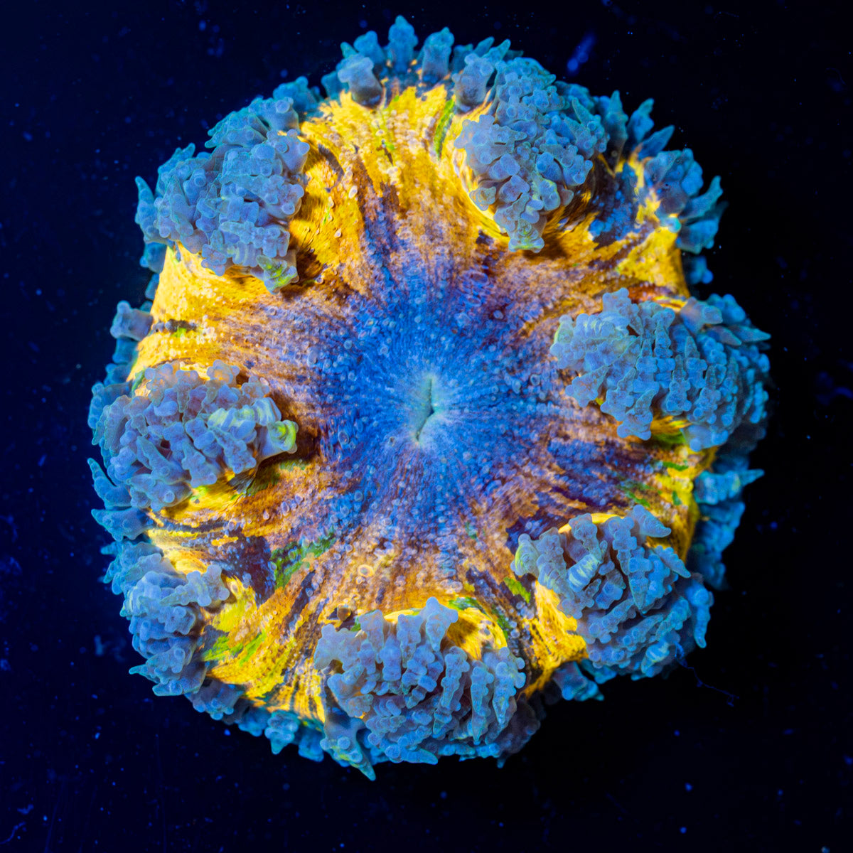 Ultra Rock Flower Anemone with colorful oral disc in reef aquarium