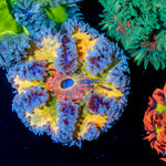 Ultra Rock Flower Anemone with colorful oral disc in reef aquarium