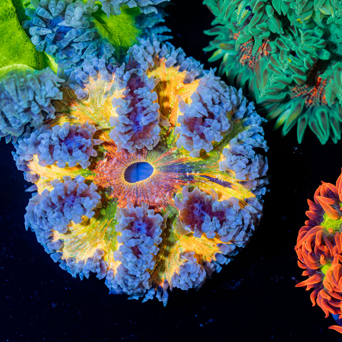 Ultra Rock Flower Anemone with colorful oral disc in reef aquarium