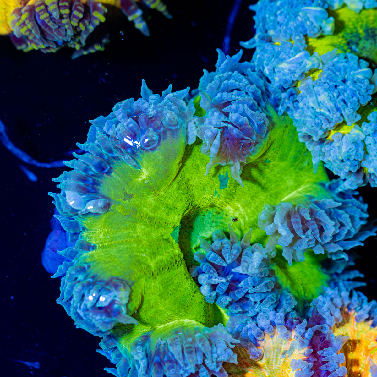 Ultra Rock Flower Anemone with colorful oral disc in reef aquarium