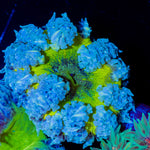 Ultra Rock Flower Anemone with colorful oral disc in reef aquarium