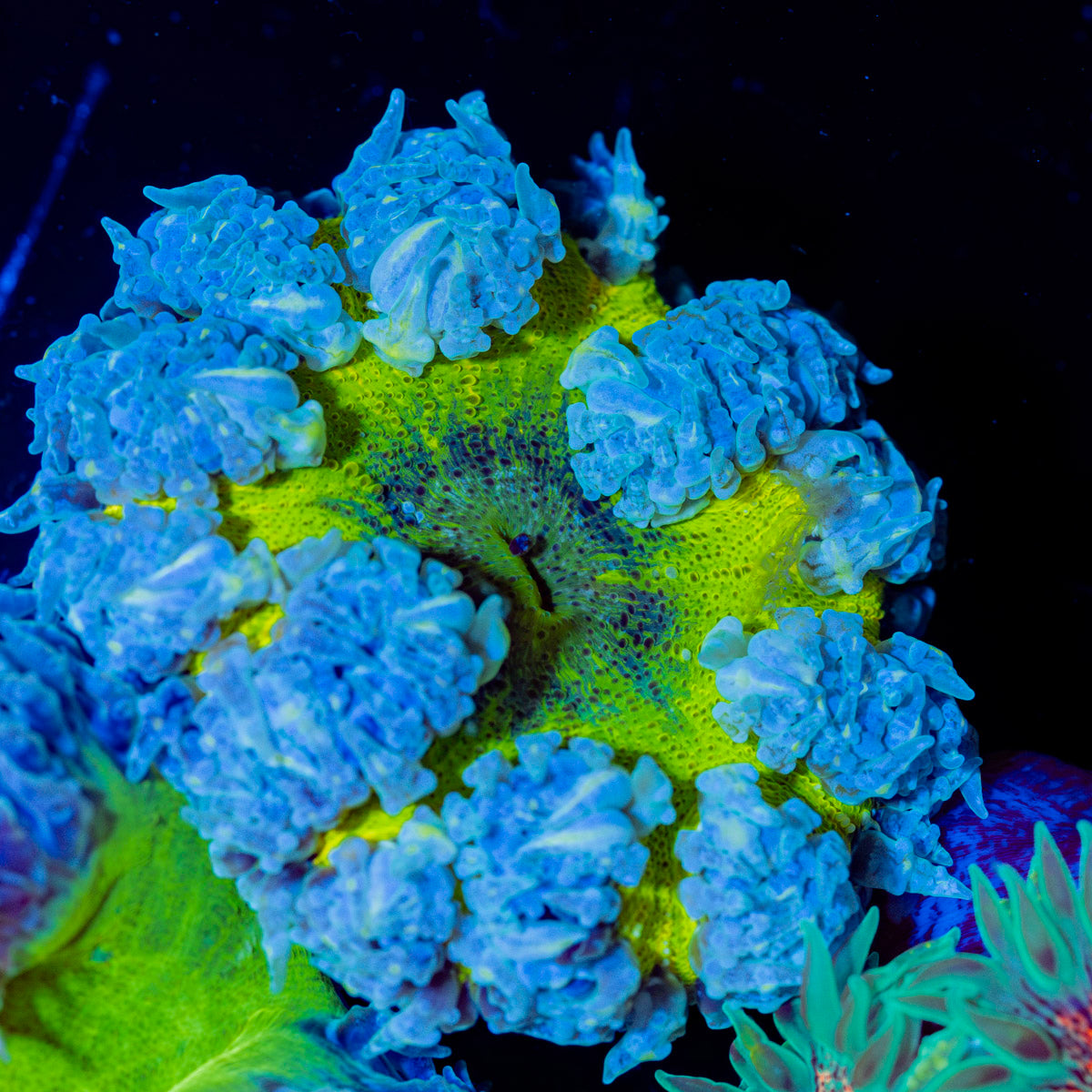Ultra Rock Flower Anemone with colorful oral disc in reef aquarium