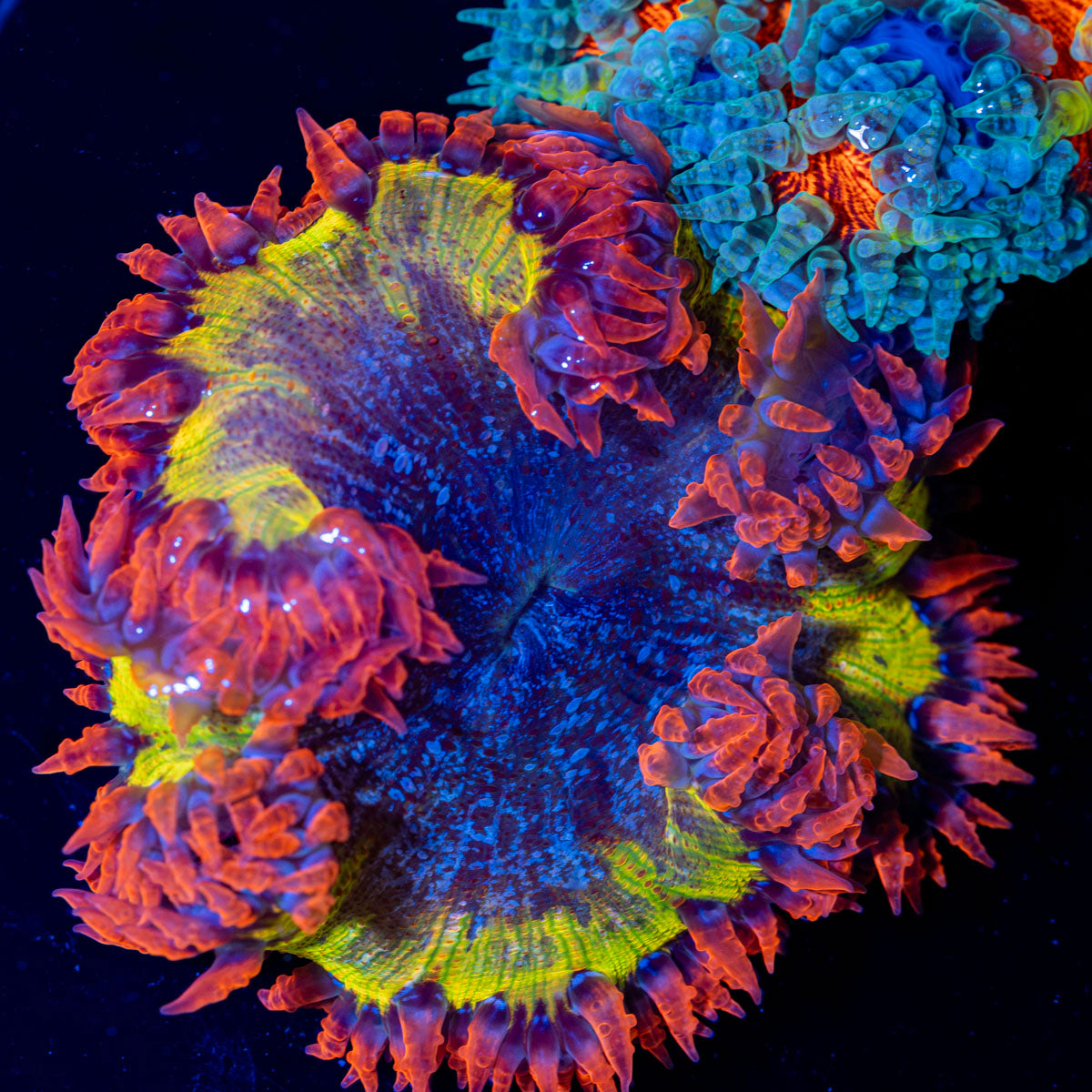 Ultra Rock Flower Anemone with colorful oral disc in reef aquarium