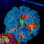 Ultra Rock Flower Anemone with colorful oral disc in reef aquarium