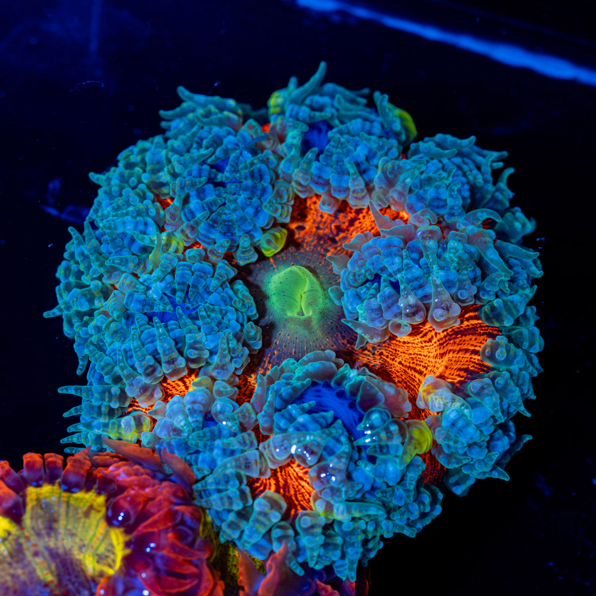 Ultra Rock Flower Anemone with colorful oral disc in reef aquarium
