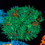 Ultra Rock Flower Anemone with colorful oral disc in reef aquarium