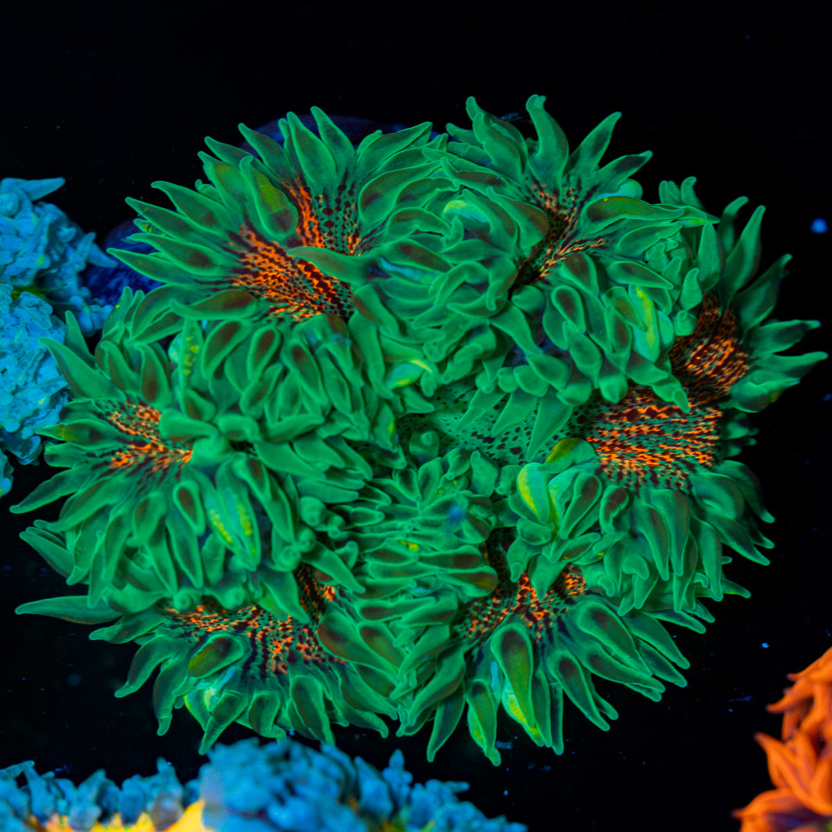 Ultra Rock Flower Anemone with colorful oral disc in reef aquarium