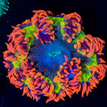 Ultra Rock Flower Anemone with colorful oral disc in reef aquarium