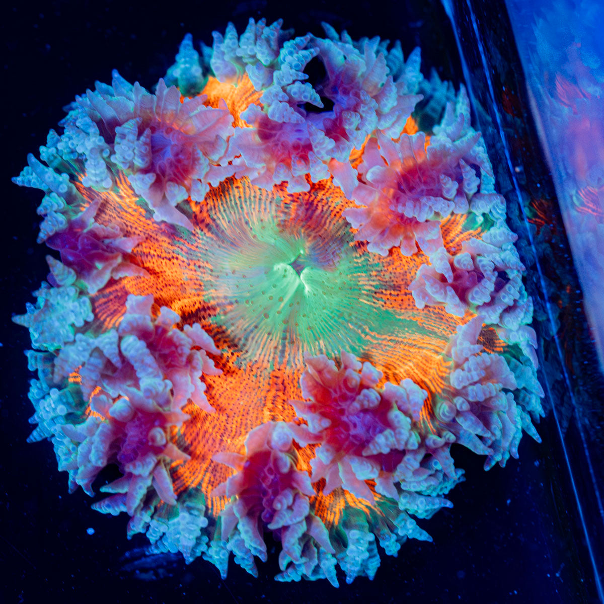 Ultra Rock Flower Anemone with colorful oral disc in reef aquarium