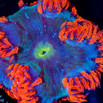 Ultra Rock Flower Anemone with colorful oral disc in reef aquarium