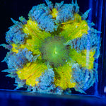 Ultra Rock Flower Anemone with colorful oral disc in reef aquarium