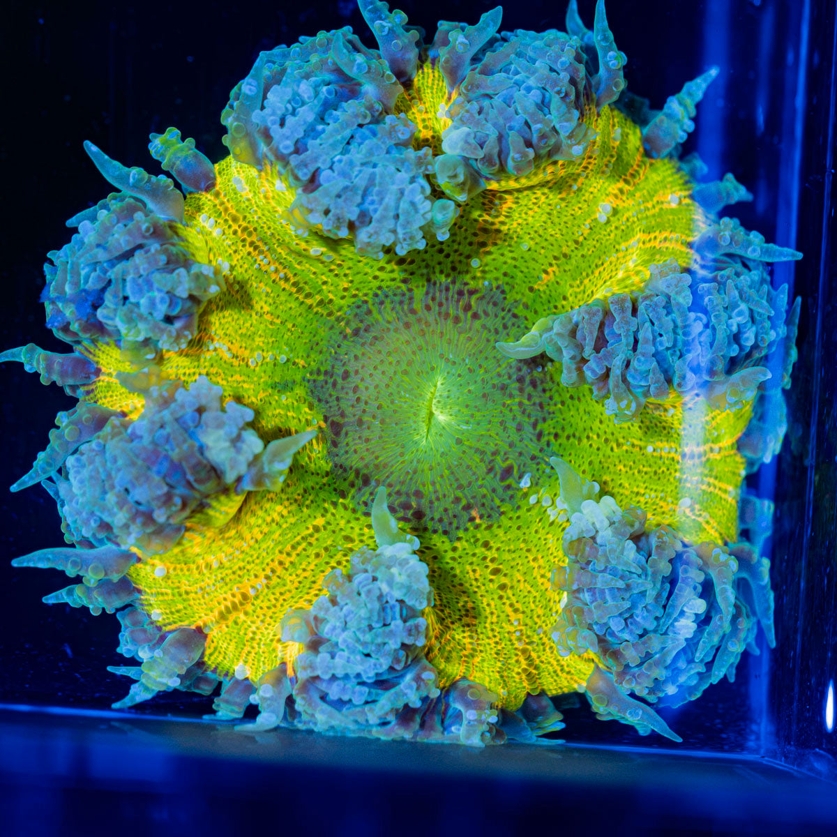 Ultra Rock Flower Anemone with colorful oral disc in reef aquarium