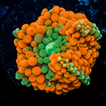 Ultra Orange Ricordea mushroom soft coral in vibrant orange in reef aquarium
