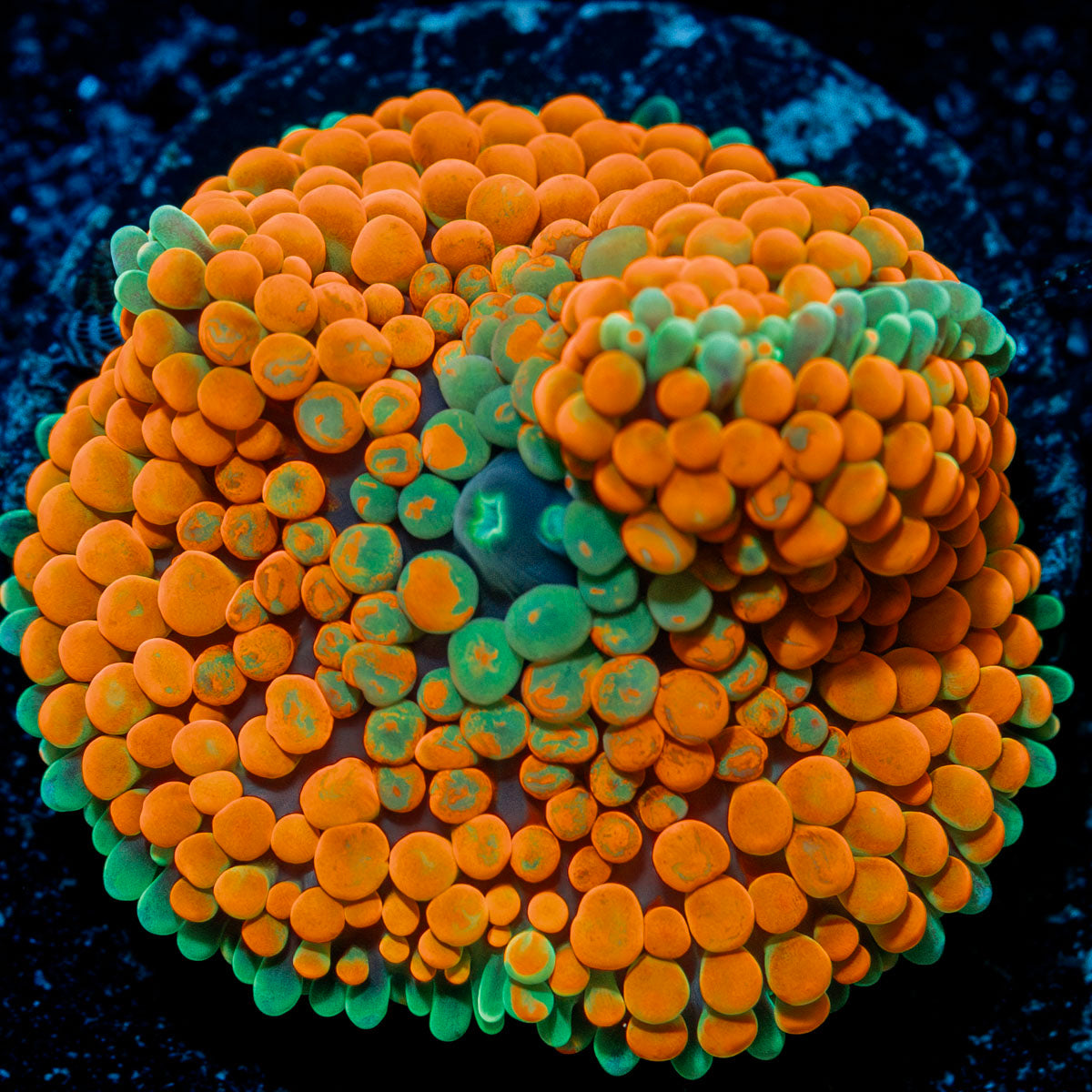 Ultra Orange Ricordea mushroom in vibrant orange, ideal in reef aquarium