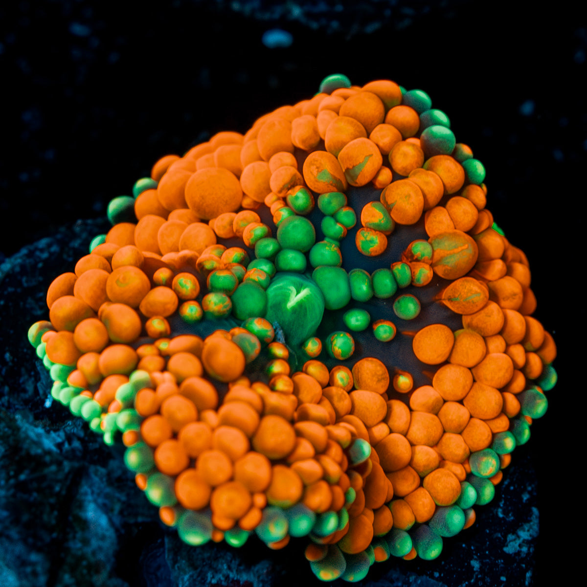 Ultra Orange Ricordea mushroom in vibrant orange, ideal in reef aquarium