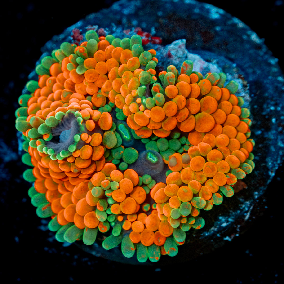 Ultra Orange Ricordea mushroom with vibrant orange hues in reef aquarium