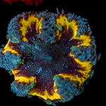 Ultra Rock Flower Anemone with colorful oral disc in reef aquarium