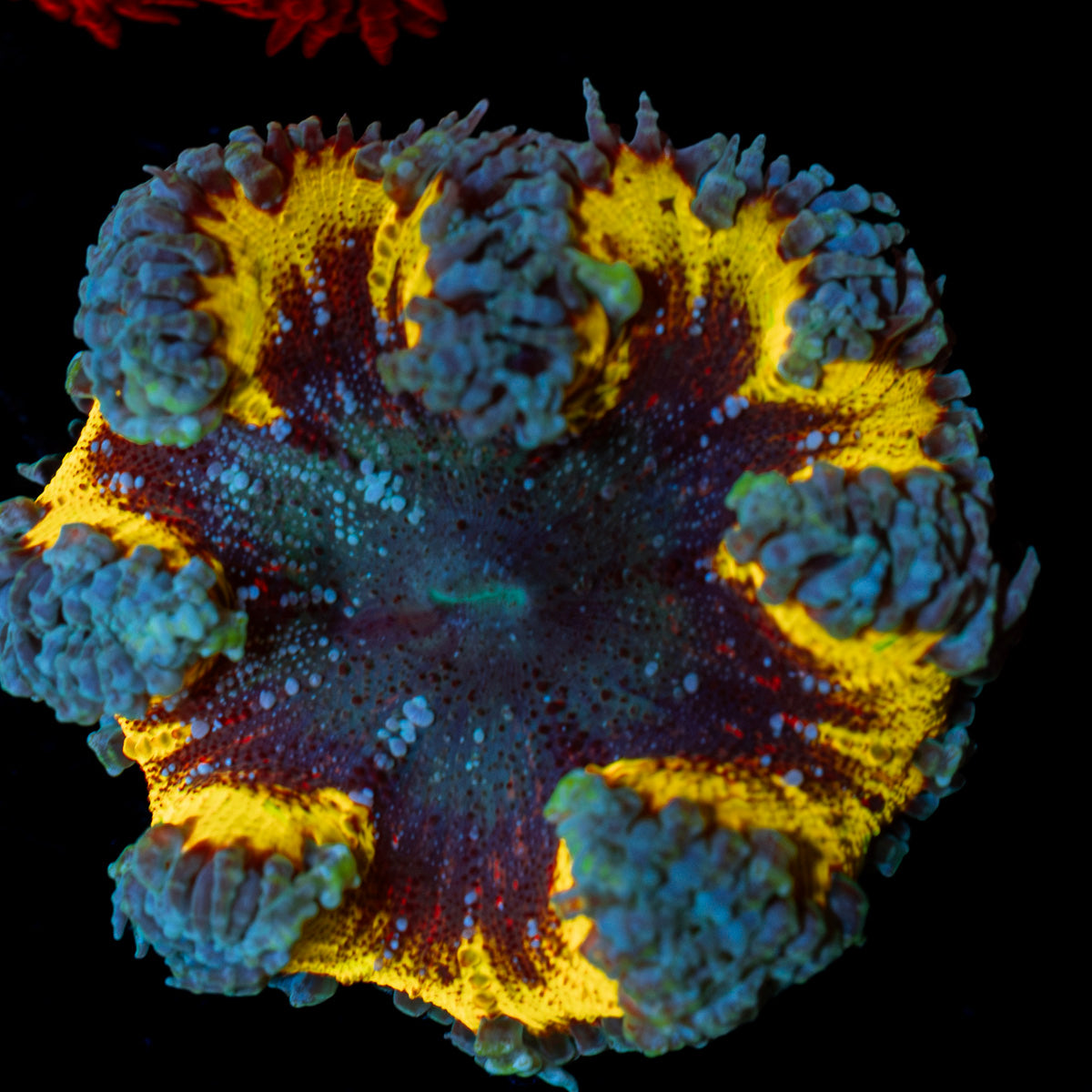 Ultra Rock Flower Anemone with colorful oral disc in reef aquarium