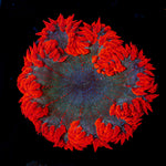 Ultra Rock Flower Anemone with colorful oral disc in reef aquarium