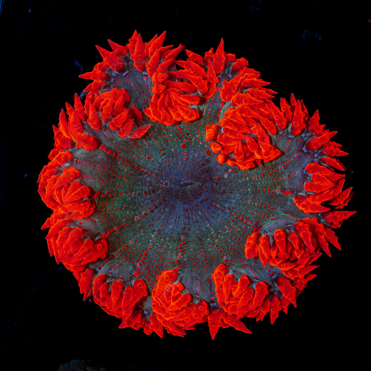 Ultra Rock Flower Anemone with colorful oral disc in reef aquarium
