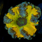 Ultra Rock Flower Anemone with colorful oral disc in reef aquarium