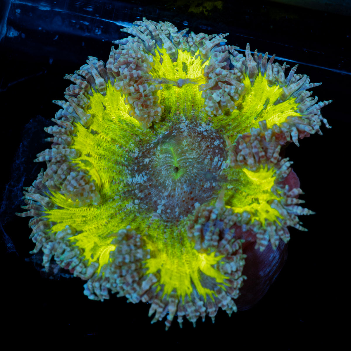 Ultra Rock Flower Anemone with colorful oral disc in reef aquarium