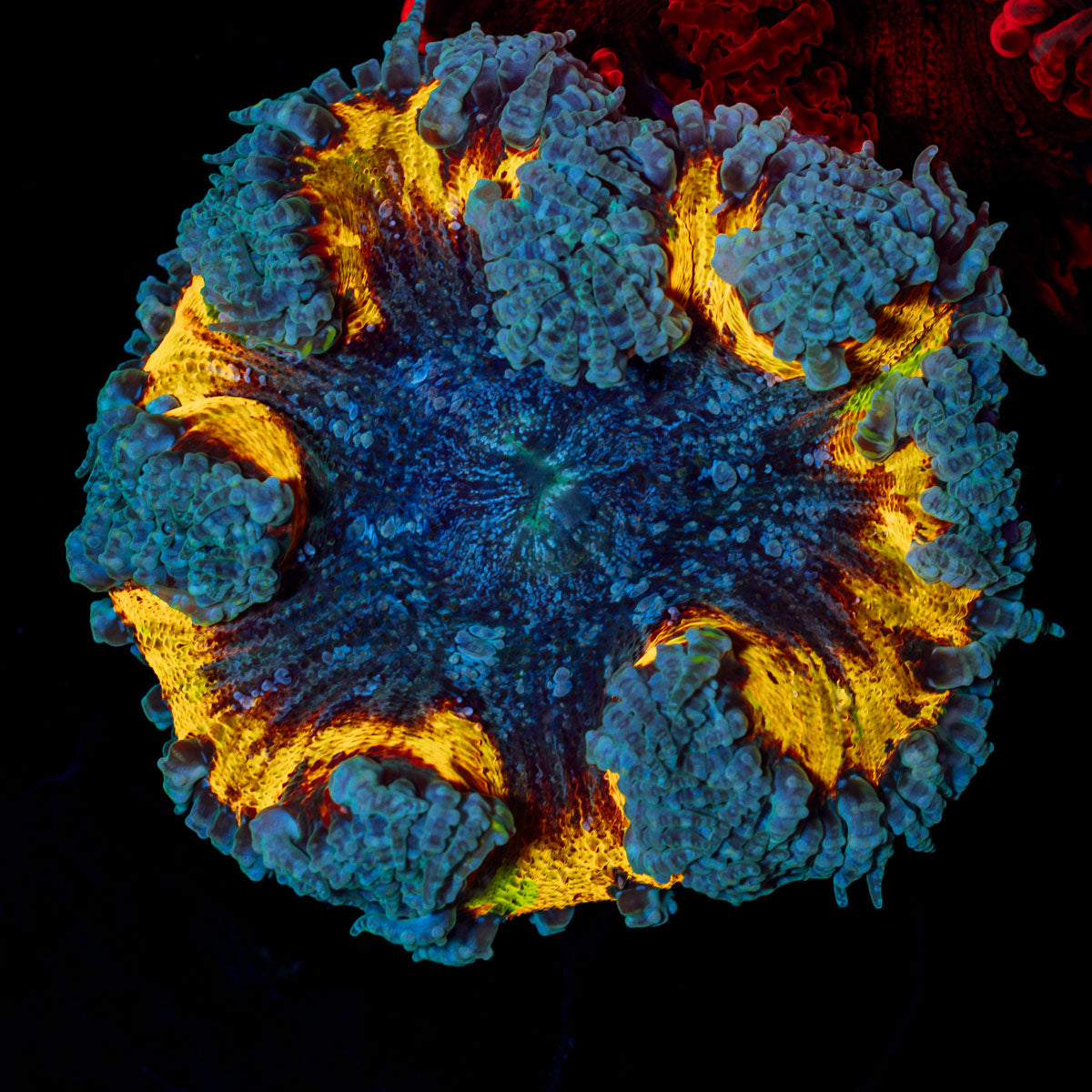 Ultra Rock Flower Anemone with colorful oral disc in reef aquarium