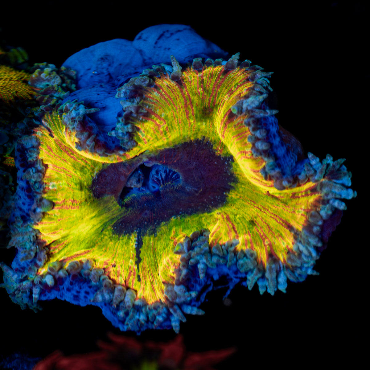Ultra Rock Flower Anemone with colorful oral disc in reef aquarium