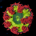 Ultra Rock Flower Anemone with colorful oral disc in reef aquarium