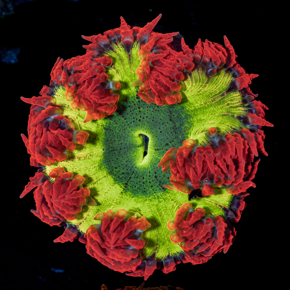 Ultra Rock Flower Anemone with colorful oral disc in reef aquarium