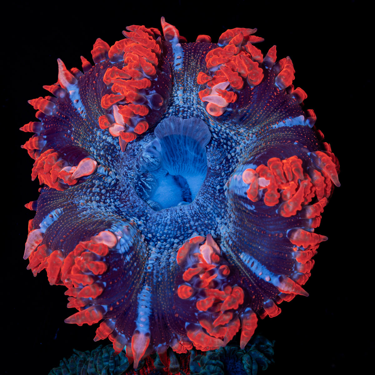 Ultra Rock Flower Anemone with colorful oral disc in reef aquarium