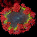 Ultra Rock Flower Anemone with colorful oral disc in reef aquarium