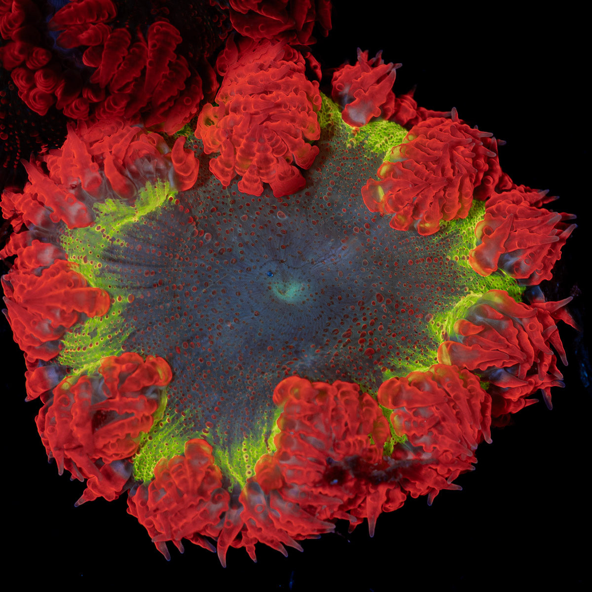 Ultra Rock Flower Anemone with colorful oral disc in reef aquarium